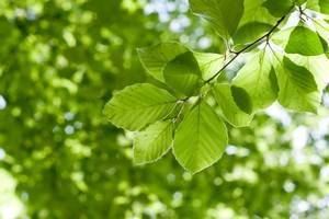 7 plantes pour lutter contre la constipation
