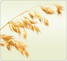 Avoine