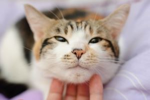 Quelles sont les maladies les  dangereuses pour votre chat ?