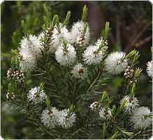 Tea-tree (Melaleuca)