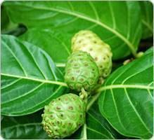 Noni