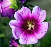 Mauve