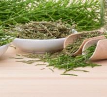 Prêle des champs ou equisetum arvense : les bienfaits