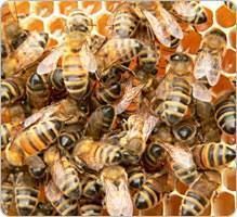 Propolis
