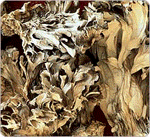 Maitake