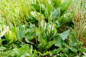 5 remèdes naturels contre les allergies saisonnières