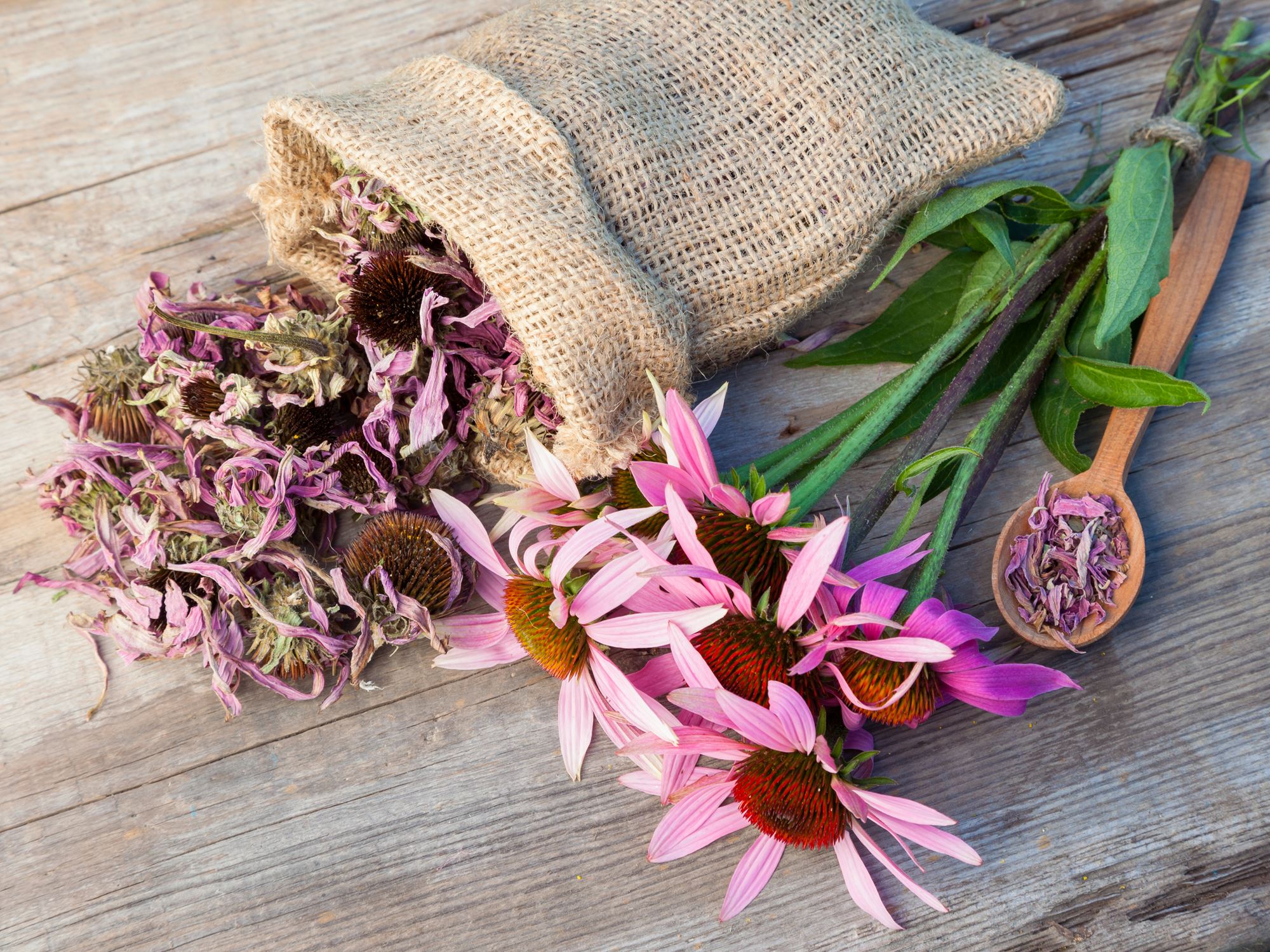 Les plantes peuvent-elles remplacer les médicaments ?